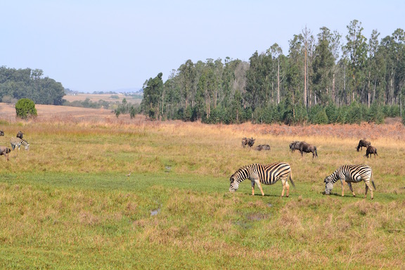 Mlilwane Wildlife Reserve
