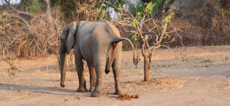Elephant Zambia
