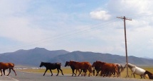 horses on road kyrgyzstan