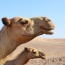 Camels in the Middle east