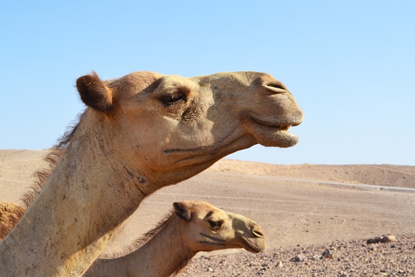 Camels in the Middle east