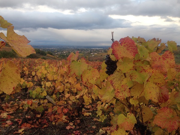Autumn in France vineyards