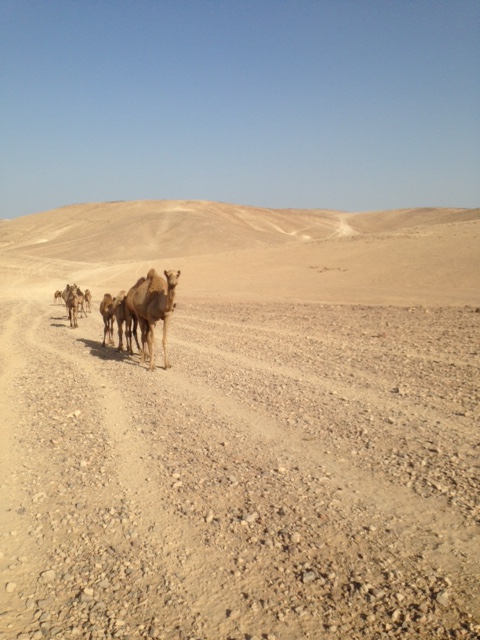 camels judean desert palestine
