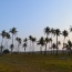 Tofo BEach Mozambique Palms