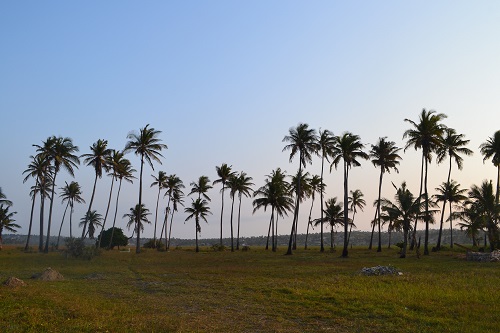 Tofo BEach Mozambique Palms