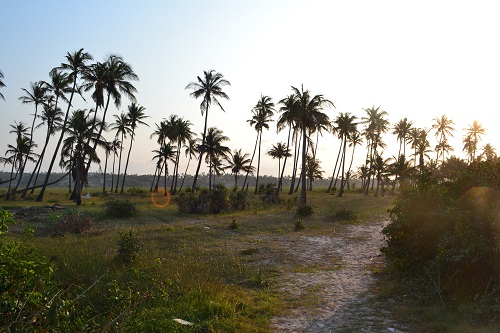 Tofo Beach Palm Trees