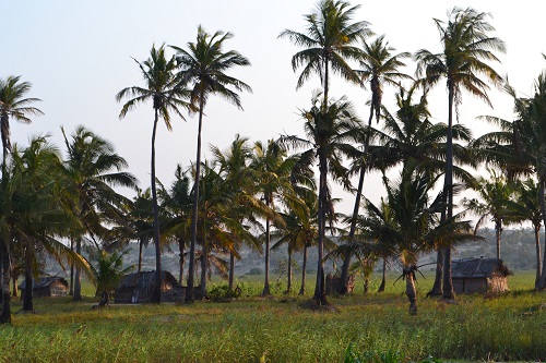 Palm trees and huts at Tofo Beach