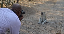 Monkey Victoria Falls