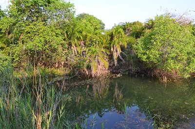 Zambia lagoon Kafue