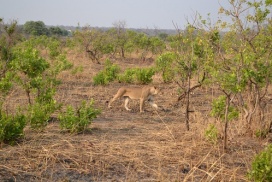 Zambia Safari Lion
