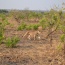 Zambia Safari Lion