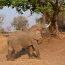 Zambia Elephant