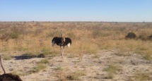 ostrich maun botswana