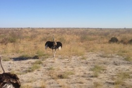 ostrich maun botswana