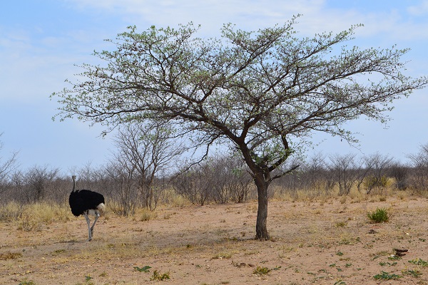 ostrich outside of Maun, Botswana