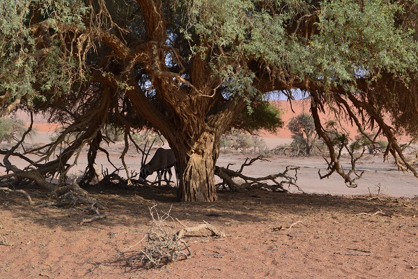Oryx in sossuvlei Namibia