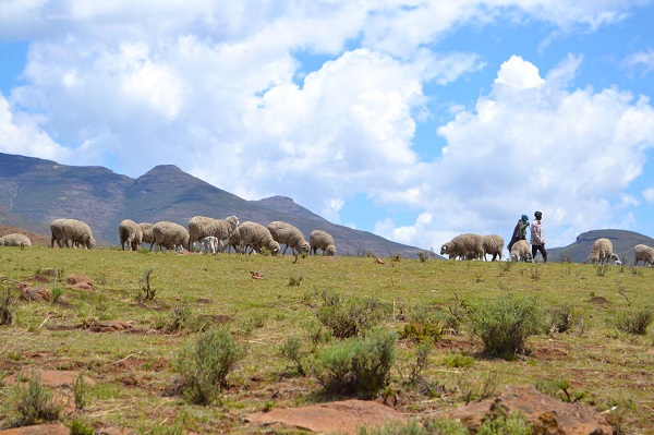 shepherd boys in lesotho