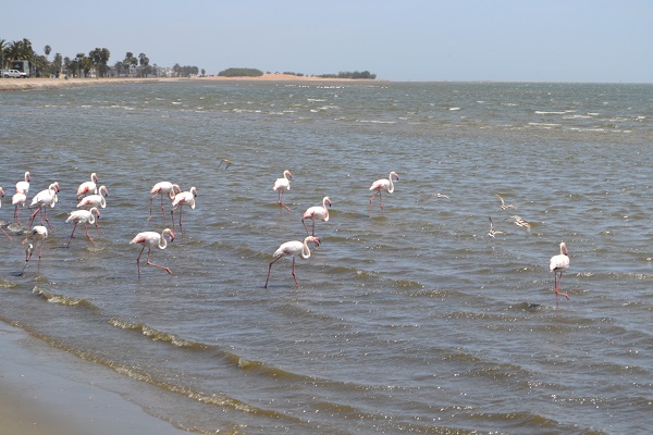 flamingos in walvis bay namibia1