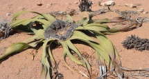 welwitschia plant outside of swakopmund namibia1