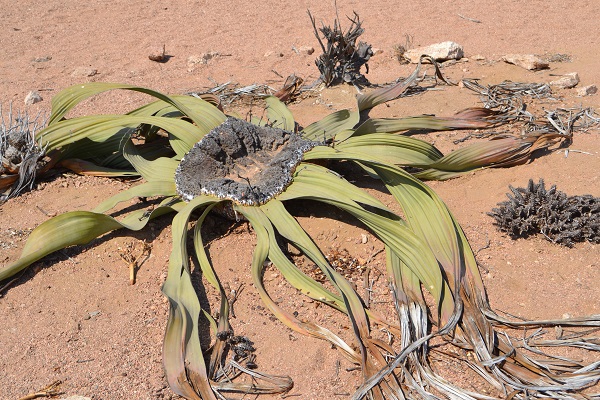 welwitschia plant outside of swakopmund namibia1
