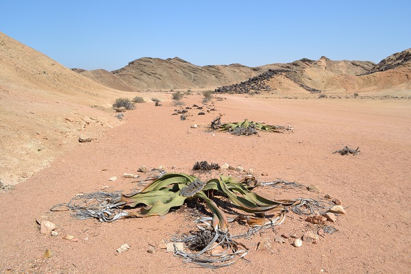 welwitschia plants in namibia"