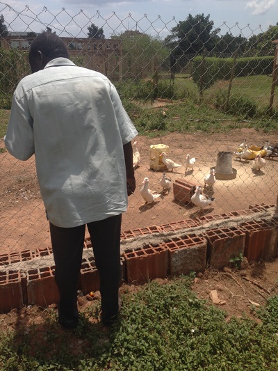 raising ducks in uganda 