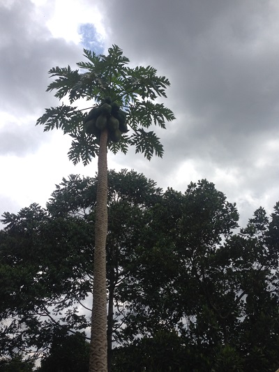 papaya tree uganda